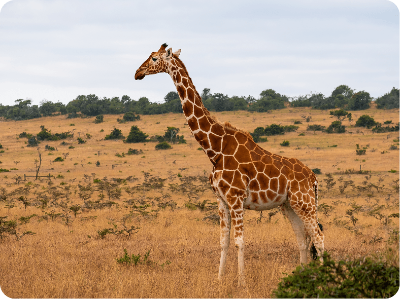 beautiful-giraffe-middle-jungle-kenya-nairobi-samburu 1