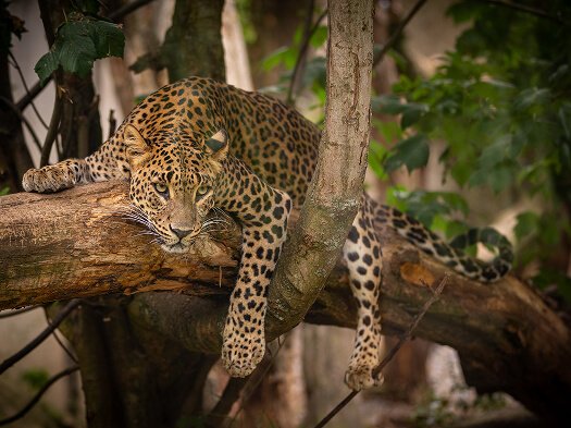endangered-amur-leopard-resting-tree-nature-habitat-wild-animals-captivity-beautiful-feline-carnivore-panthera-pardus-orientalis 1