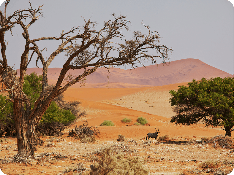 namib 1
